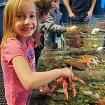 Children play with starfish in touch tank
