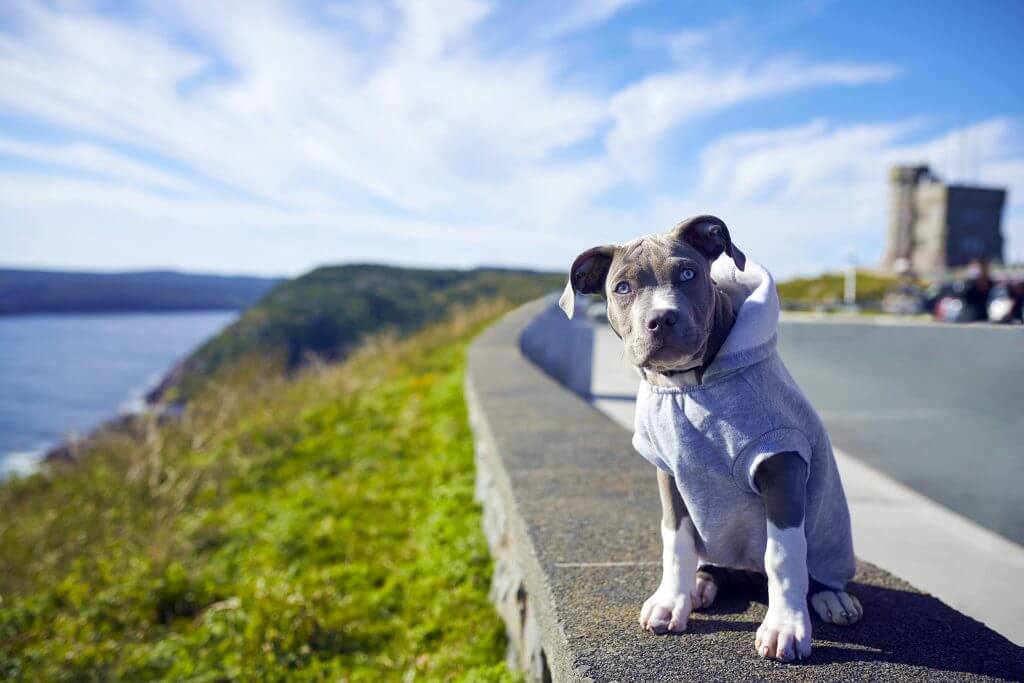 8 St. John’s Photo Ops<br>to Elevate Your Feed - image