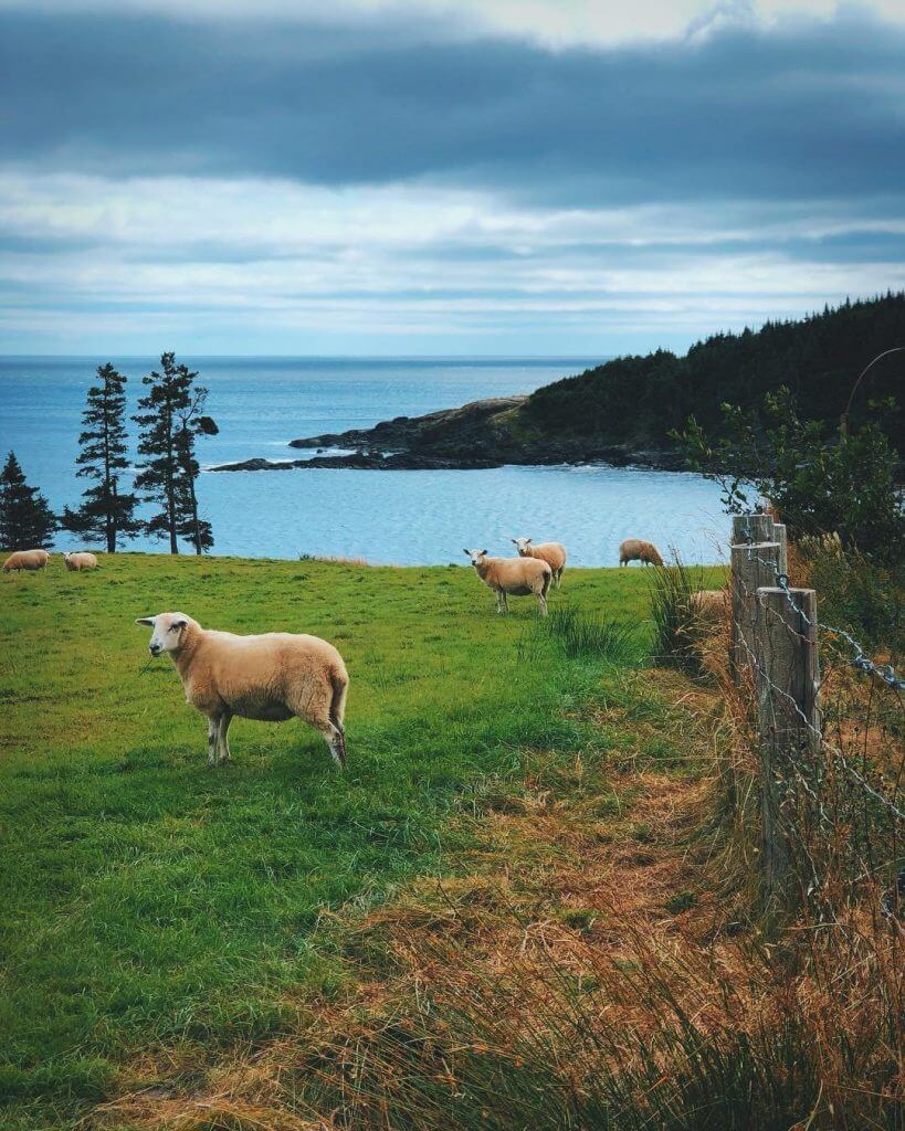 Newfoundland’s Irish Connections