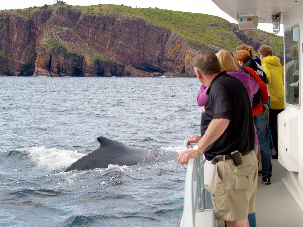 Boat Tour Whale Photo