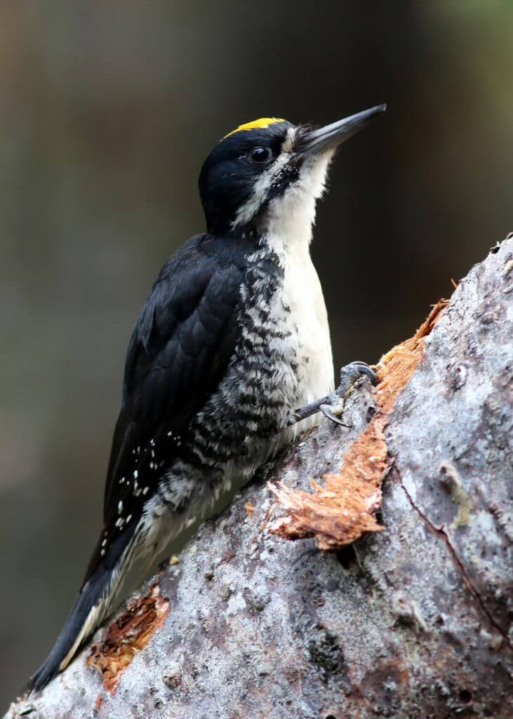 Black-backed Woodpecker on a log 