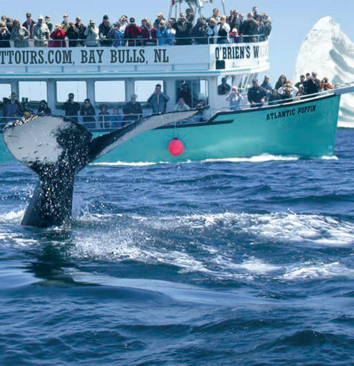 Photo of a whale's tail out of the water with a sightseeing boat in the background