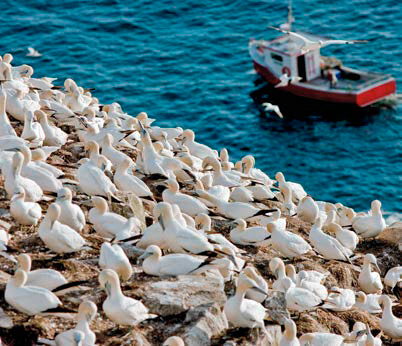 Photo of Cape St. Mary’s Ecological Reserve with gannets in the foreground and a boat in the background