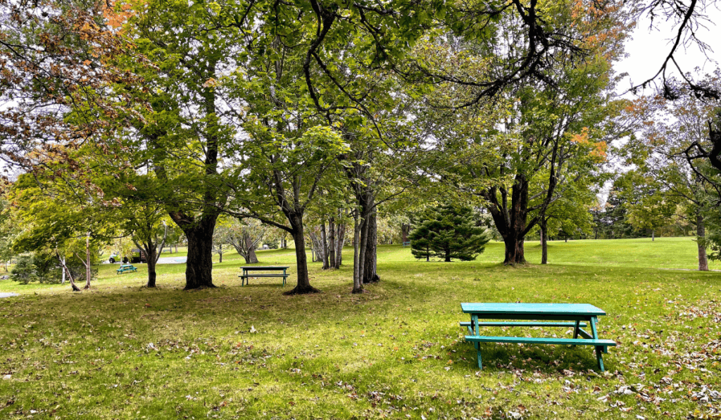 A wide shot of Bowring Park showing lots of greenery and picnic tables.