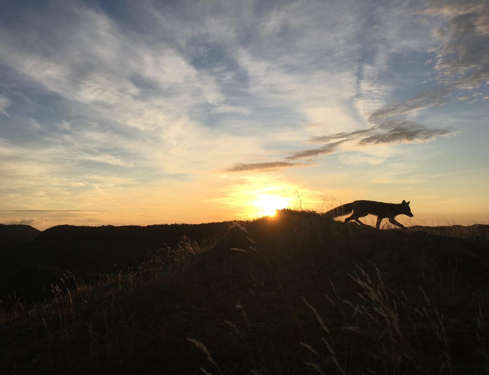 a fox walks along ground silhouetted against the setting sun 