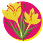 An illustration of two yellow crocuses on a magenta circular background.